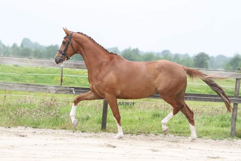 Mooie PROK fokmerrie (Arlando x Uphill), Dieren en Toebehoren, Paarden, Merrie, Met stamboom, Dressuurpaard, Zadelmak