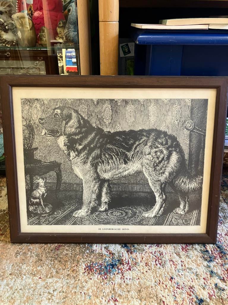 Vero Shaw Leonberger Hond Prent, Antiek en Kunst, Ophalen of Verzenden
