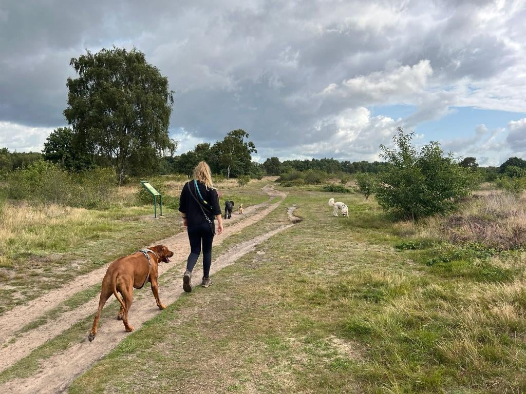(Klein) weiland/stukje grond gezocht, Dieren en Toebehoren, Stalling en Weidegang, Weidegang