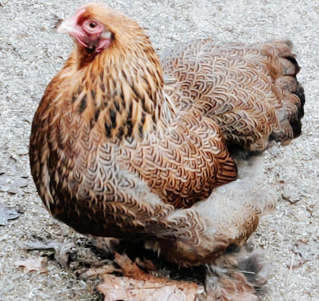 Brahma Kriel Patrijs Meerzomig, Dieren en Toebehoren, Pluimvee, Kip, Vrouwelijk