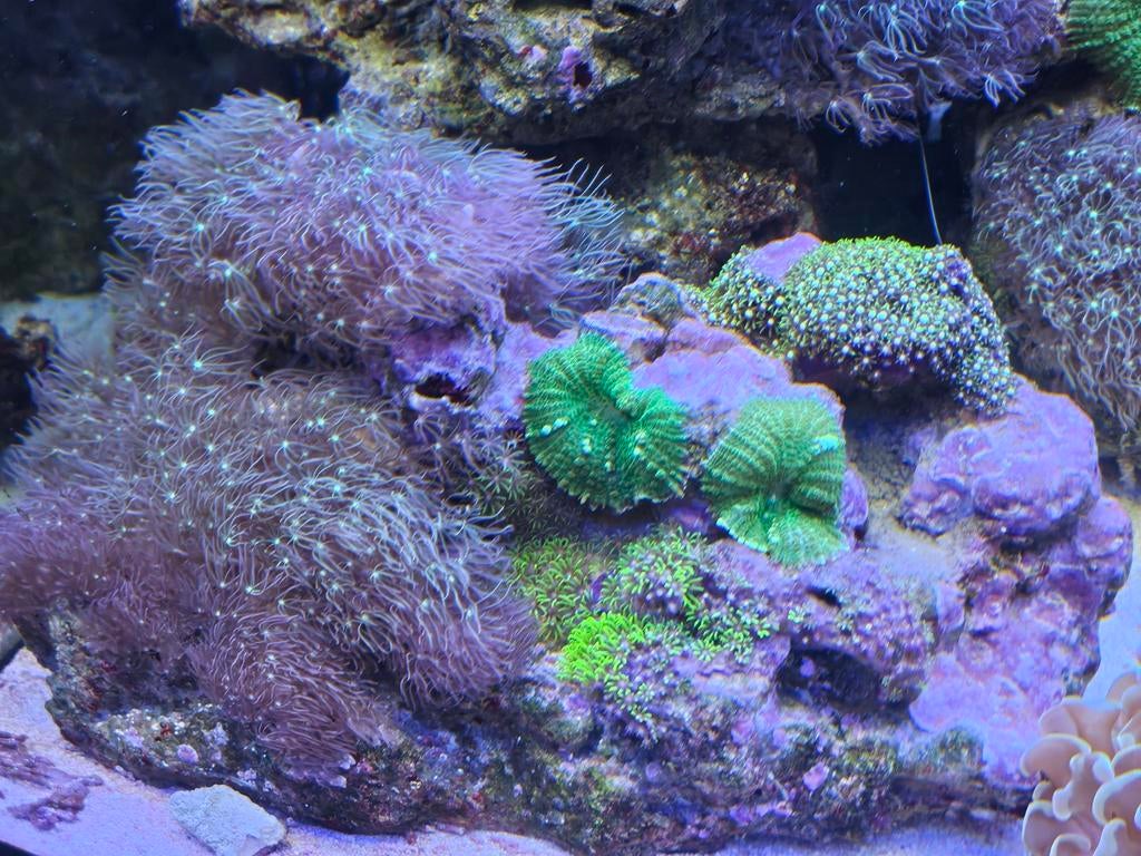 35 cm Grote steen + 3 soorten sterpoliep en rhodactis groen, Overige typen