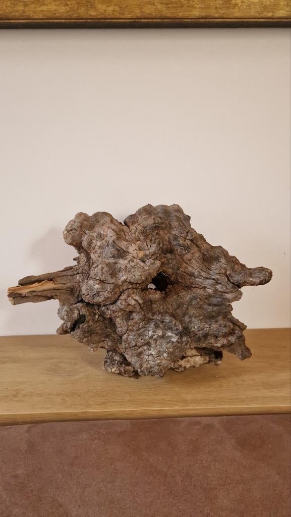 Stuk onbewerkt olijfhout - Decoratief, Verzenden, Overige typen, Nieuw, Hardhout