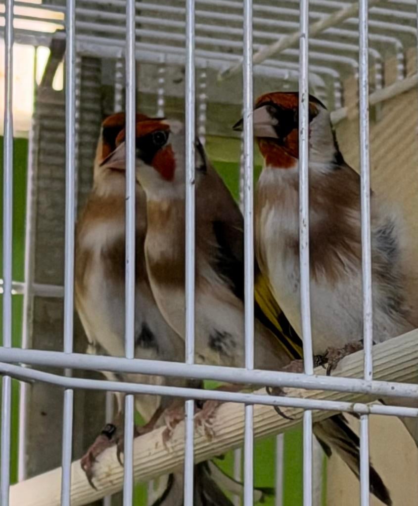 Kleine putters 2025 Parva/Anatolia, Dieren en Toebehoren, Vogels | Overige Vogels, Meerdere dieren, Wildzangvogel, Geringd