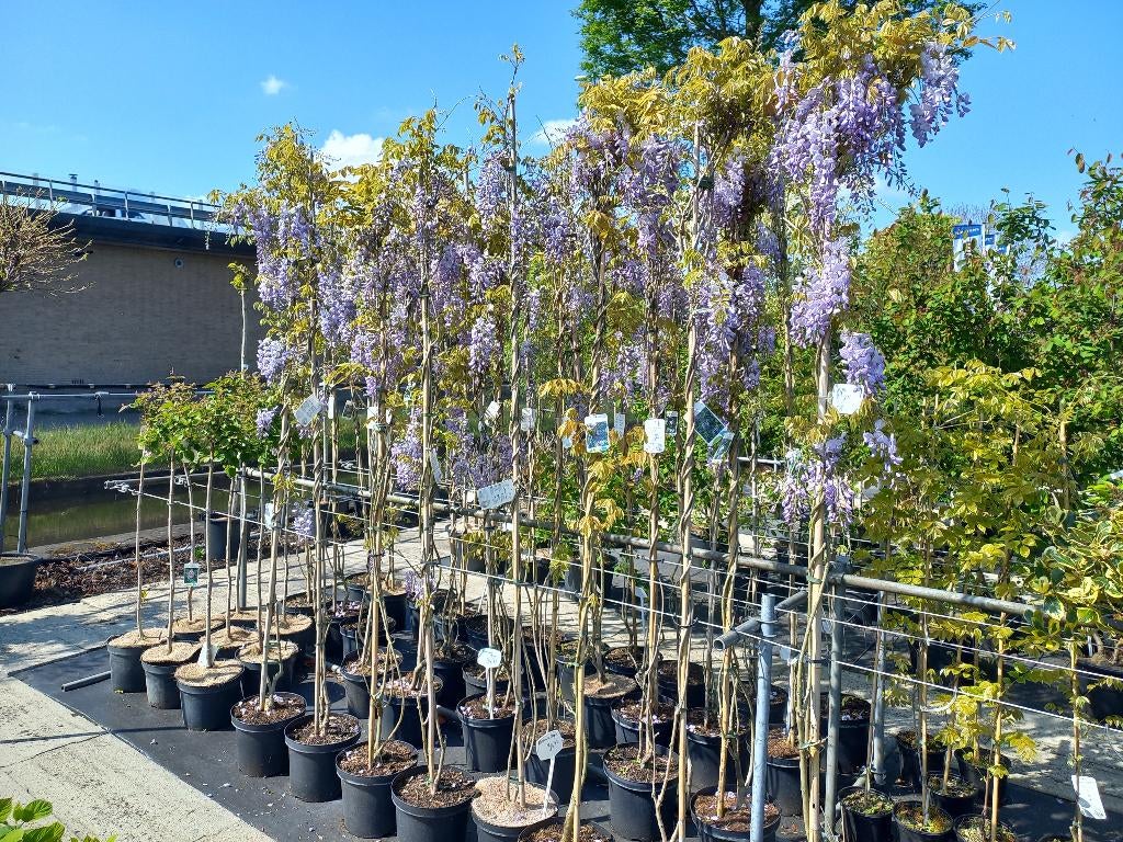 Blauwe regen 2 meter hoog €34,95, Overige soorten, Lente, 100 tot 250 cm, Ophalen