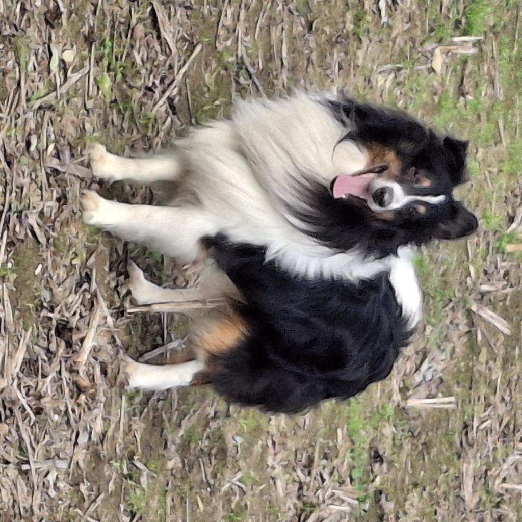 Sheltie Dekreu Shetland Sheepdog Dekreu, Reu, Parvo, Eén hond, 3 tot 5 jaar