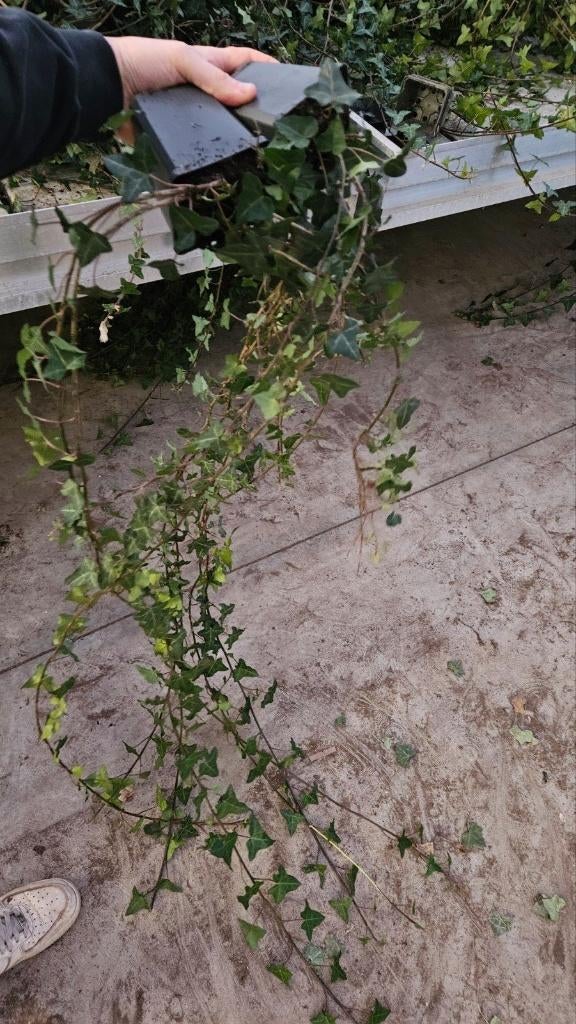 Hedera Helix - zeer lange rank - restpartij - Haag, Tuin en Terras, Planten | Tuinplanten, Vaste plant, Ophalen of Verzenden, Bloeit niet