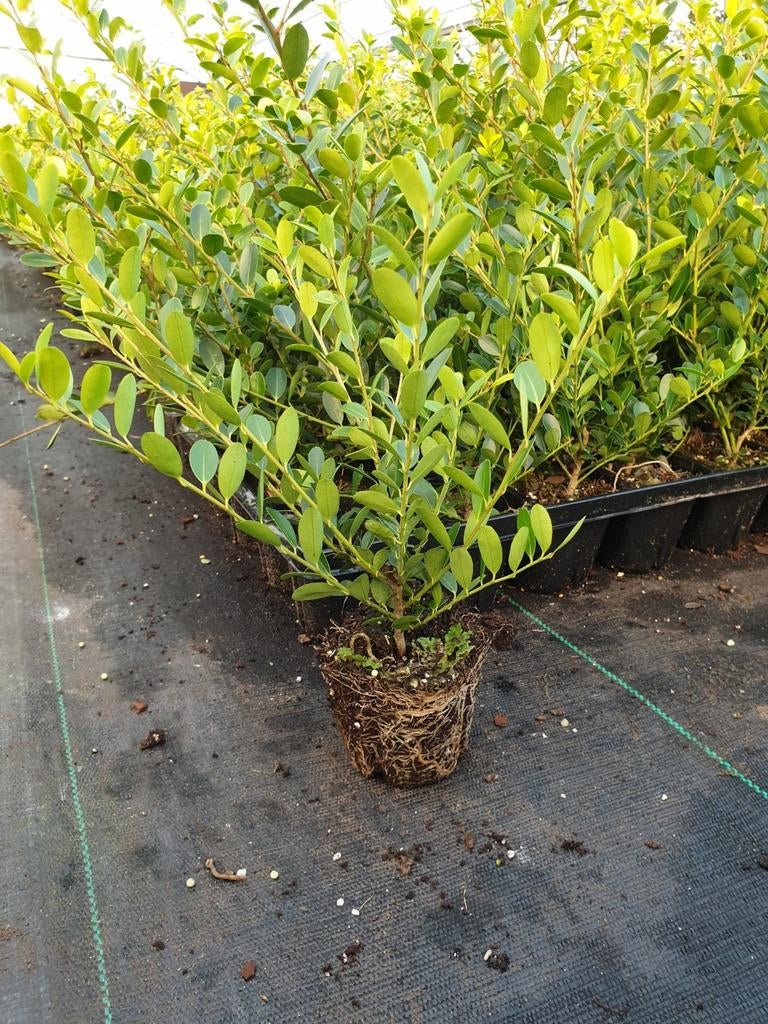 Ilex crenata green hedge - 375 stuks, Ophalen