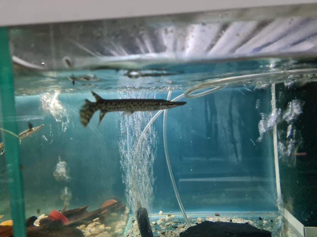 Alligator Gar, Atractosteus Spatula, beensnoek, Dieren en Toebehoren, Vis, Zoetwatervis