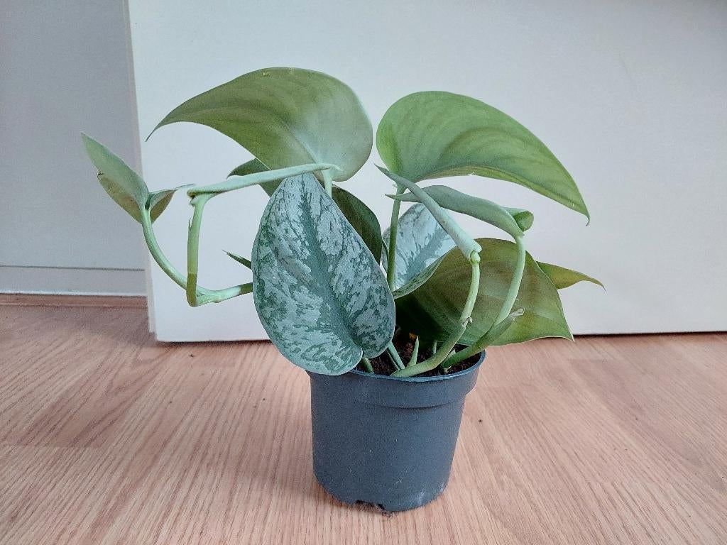 Scindapsus Pictus Trebie - Epipremnum / Hangplantje, Ophalen, Overige soorten, Halfschaduw, Minder dan 100 cm