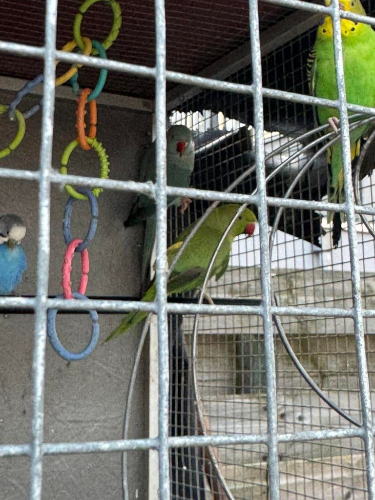 2Mooie Halsbandparkieten (Geringd) - Blauw & Groen, Dieren en Toebehoren, Vogels | Parkieten en Papegaaien, Meerdere dieren, Parkiet