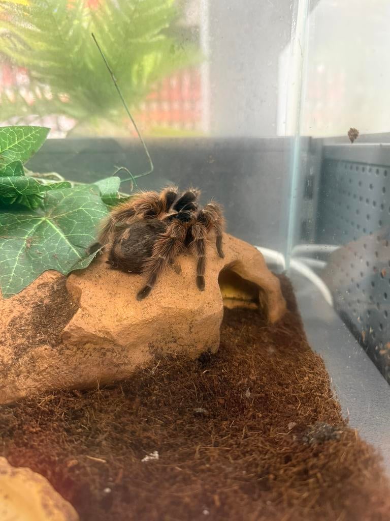 Nhandu Carapoensis, Met terrarium, 0 tot 2 jaar