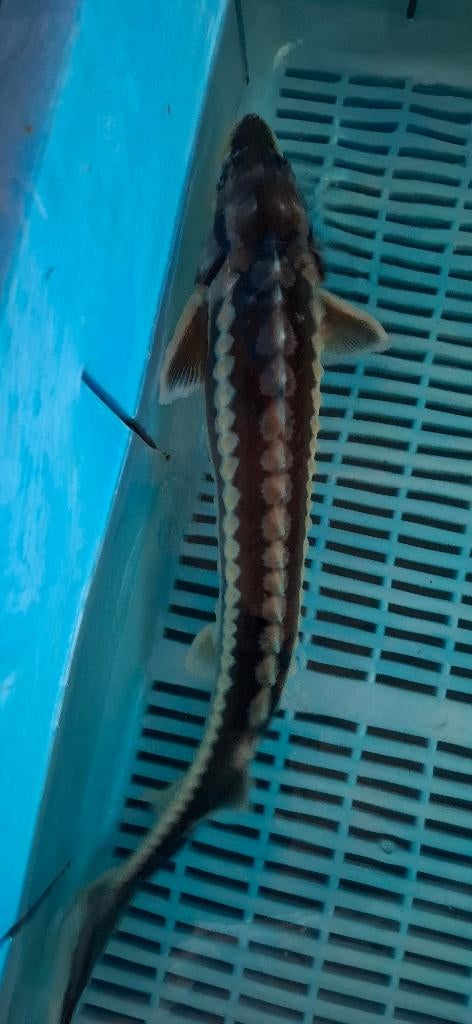 Diamantsteur Guldenstatii 35-40 CM, Steur