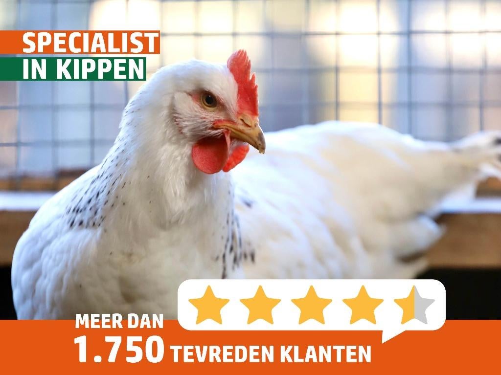 Sussex kip | Gezonde en mooie kippen | Goede legger, Vrouwelijk, Kip
