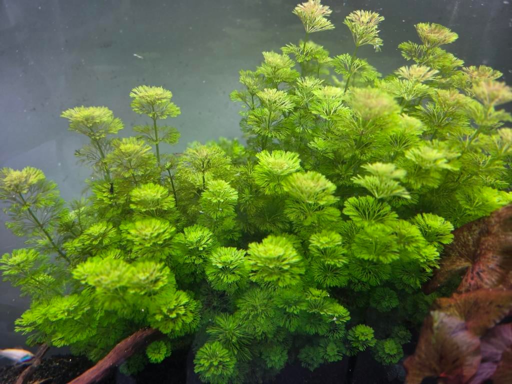 Limnophila sessiliflora, Ophalen of Verzenden, Nieuw, Plant(en), Steen of Hout