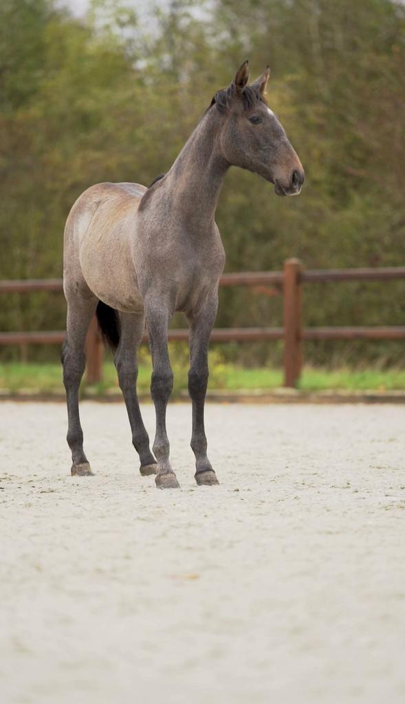 Te koop: PRE jaarling (merrie) - Maravilla LVN, Merrie, Dressuurpaard, 0 tot 2 jaar