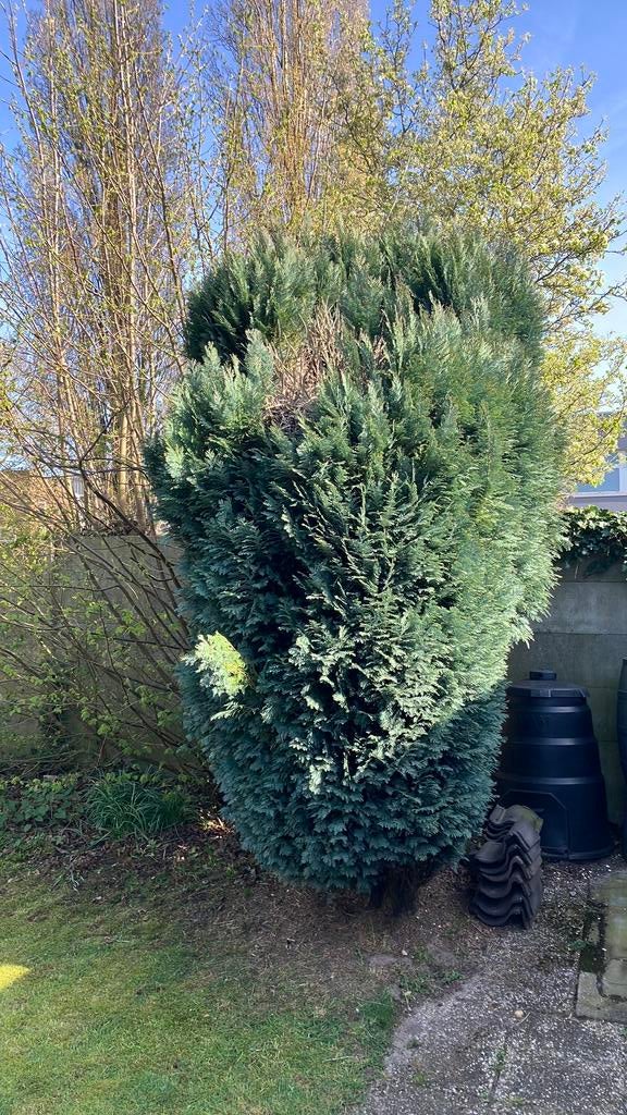 Coniferen 2 stuks, Ophalen, Conifeer, 100 tot 250 cm