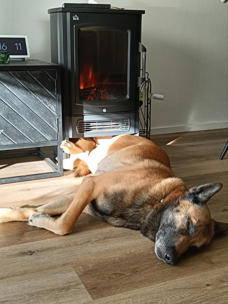 Forever home gezocht!, Dieren en Toebehoren, Honden | Herdershonden en Veedrijvers, 6 jaar of ouder, Reu, Eén hond, Herder