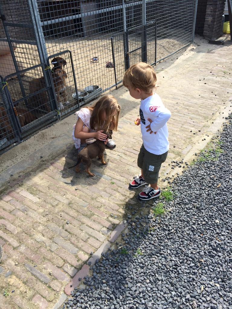 Rhodesian Ridgeback pups met stamboom, Parvo, Nederland, Overige rassen, 8 tot 15 weken