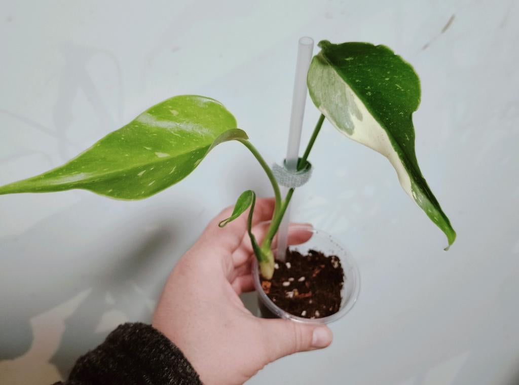 Monstera thai constellation mutation mutatie variegata, Huis en Inrichting, Kamerplanten, Ophalen of Verzenden, Halfschaduw, Minder dan 100 cm