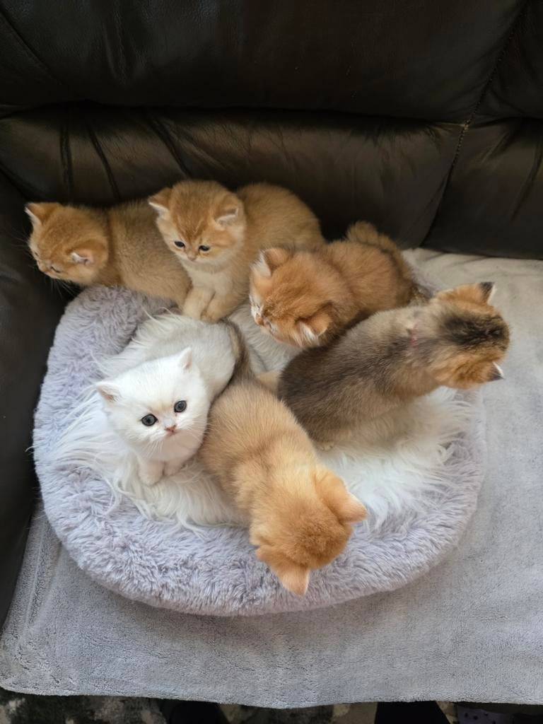 Britse Black Golden Shaded kittens, Meerdere dieren, Ontwormd, 0 tot 2 jaar