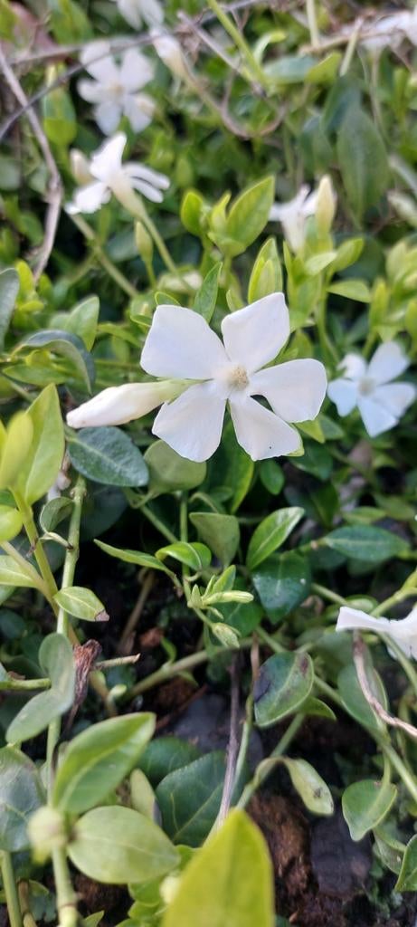 Vinca maagdenpalm bodembedekker, Ophalen of Verzenden, Bodembedekkers, Halfschaduw