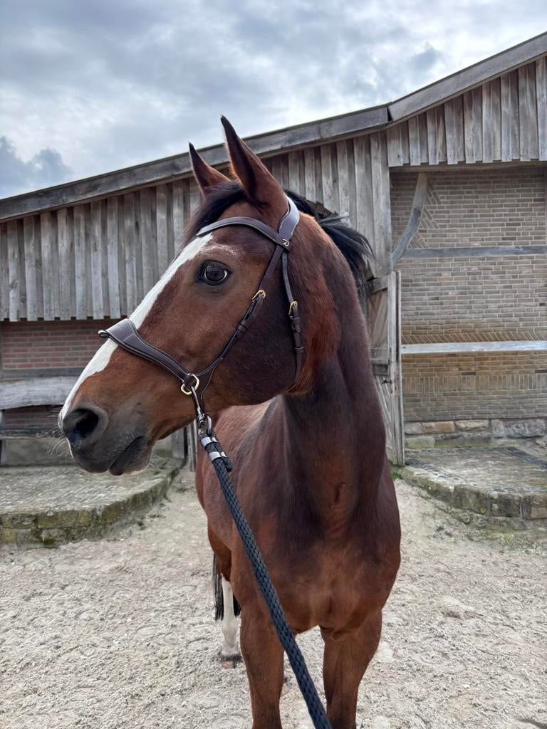 Bitloos hoofdstel van Dyon, Dieren en Toebehoren, Ophalen of Verzenden, Nieuw