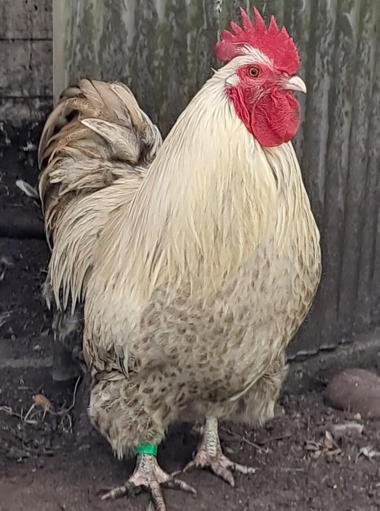 Orpington krielhaan isabel met grijs en bruin - 2025, Dieren en Toebehoren, Mannelijk, Kip