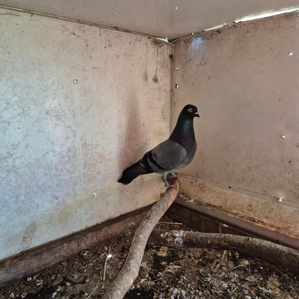 Erlauer hoogvlieger doffer, Dieren en Toebehoren, Mannelijk, Kropper