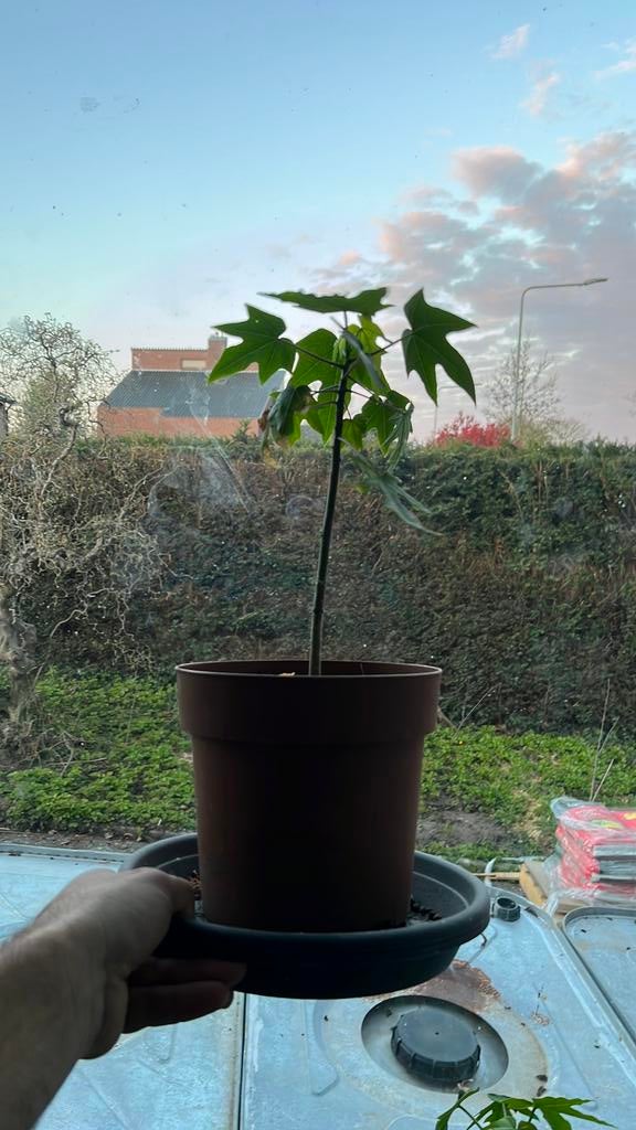 Papaya sinta F1, Ophalen of Verzenden, Overige soorten, Volle zon