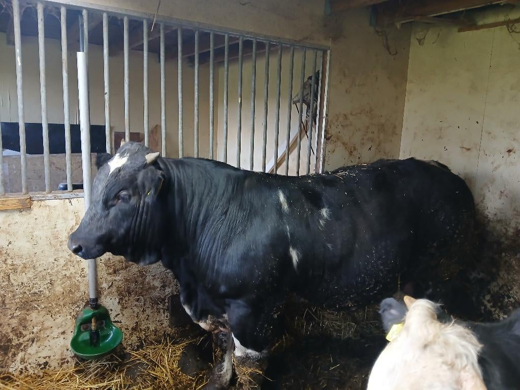 Tekoop blauwe dikbil stier, Dieren en Toebehoren, Mannelijk