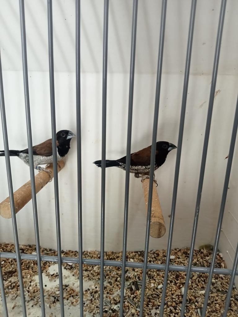 Koppel bronzenmannen, Meerdere dieren