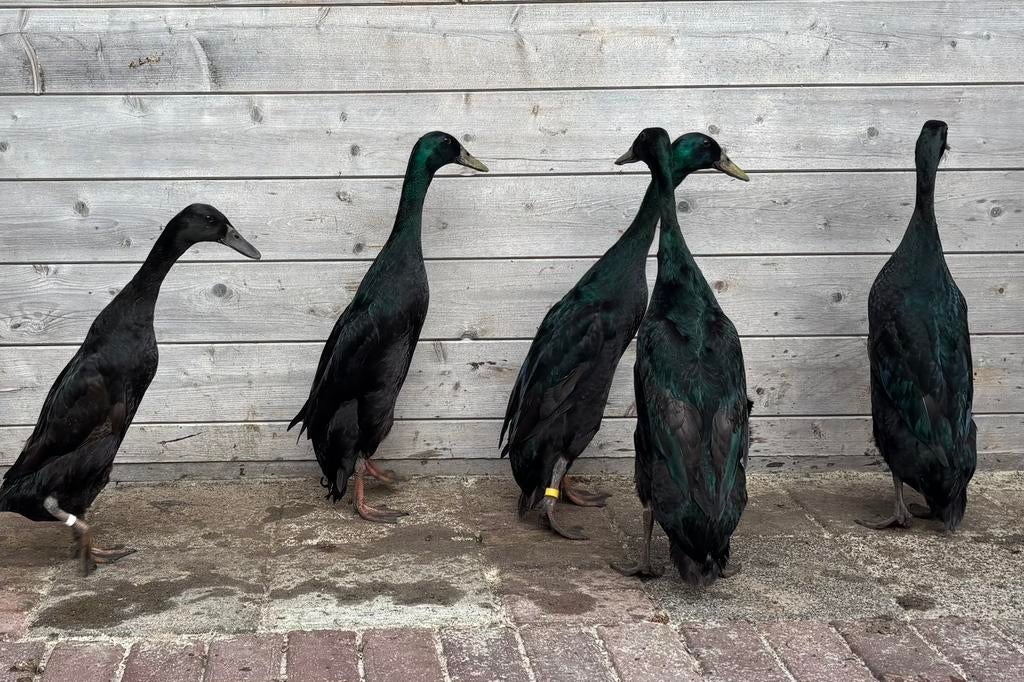Indische Loopeend broedeieren in de kleurgroep zwart, Dieren en Toebehoren, Pluimvee, Geslacht onbekend, Eend