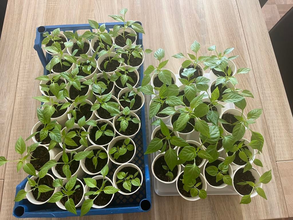 Diverse Paprika & Hete Peper stekjes €2 - Hilversum, Tuin en Terras, Planten | Tuinplanten, Ophalen of Verzenden, Eenjarig, Groenteplanten