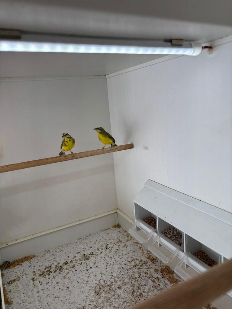 Wegens beëindiging van hobby., Dieren en Toebehoren, Vogels | Overige Vogels, Meerdere dieren