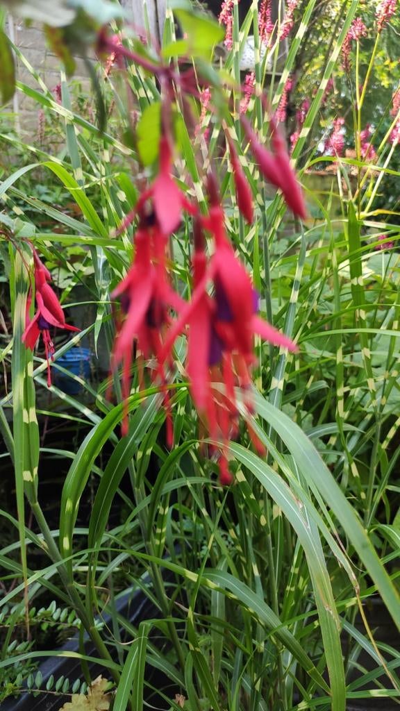 Fuchsia beltsjeblom, Ophalen, Volle zon, Overige soorten