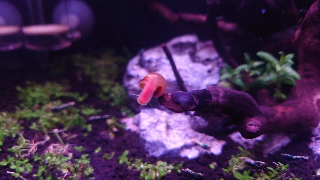 Rode posthoornslak, Ophalen, Nieuw, Plant(en), Steen of Hout