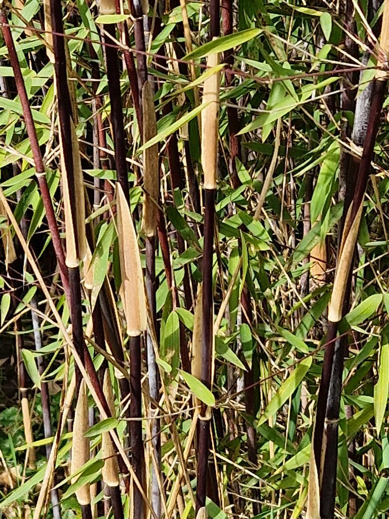 Fargesia Deep Purple Bamboeplanten Bamboe Planten, Ophalen, Bamboe, Haag, 100 tot 250 cm