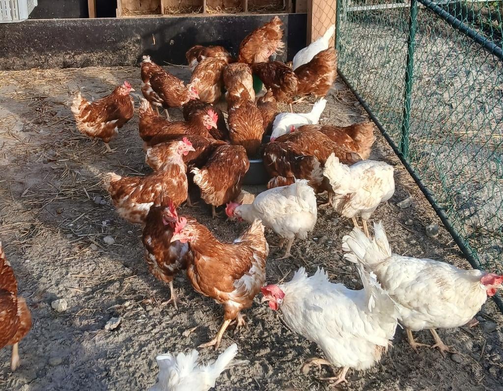 Oude legkippen, Dieren en Toebehoren, Pluimvee, Vrouwelijk, Kip