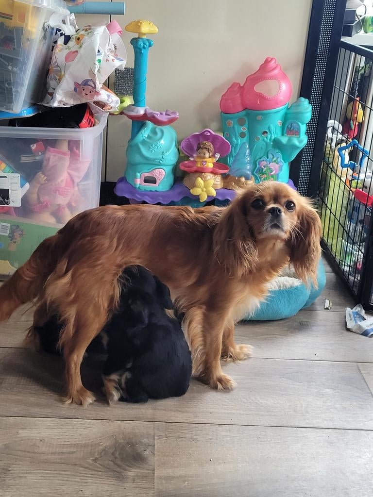 Cavelier King Charles spaniel X Puppies, Parvo, 8 tot 15 weken, Meerdere, Meerdere dieren