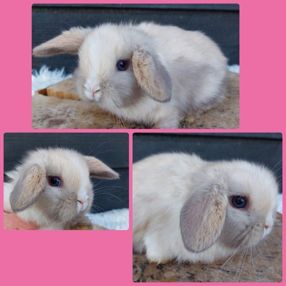 Knappe minilop konijntjes, Dieren en Toebehoren, Konijnen, Meerdere dieren, Klein, Hangoor, 0 tot 2 jaar