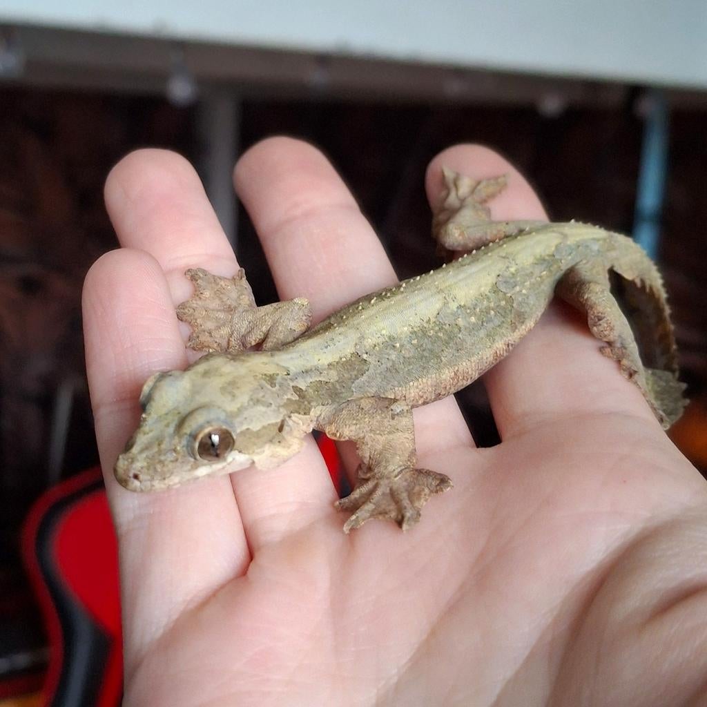 Vliegende gekko / Ptychozoon Kuhli vrouw (0.1) Crested Gecko - female for sale from Lotus' Creatures