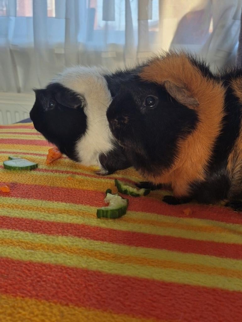 2 mannetjes cavia's, Juli, Mannelijk, Cavia