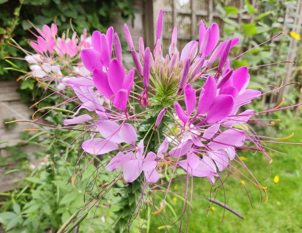 Zaden Kattensnor / Cleome, Ophalen of Verzenden, Volle zon, Zaad