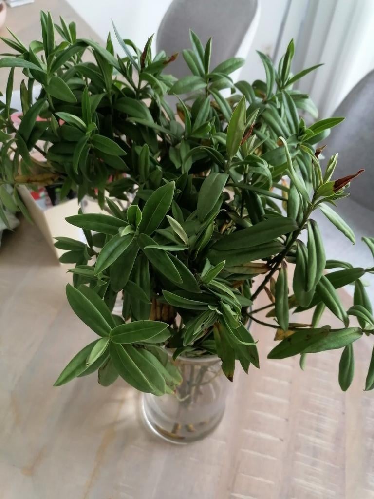 Donna plant stekken, wit, Ophalen, Overige soorten, Volle zon