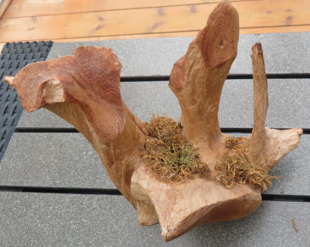 hout sculptuur set, Ophalen of Verzenden, Hout, Houtsnijwerk