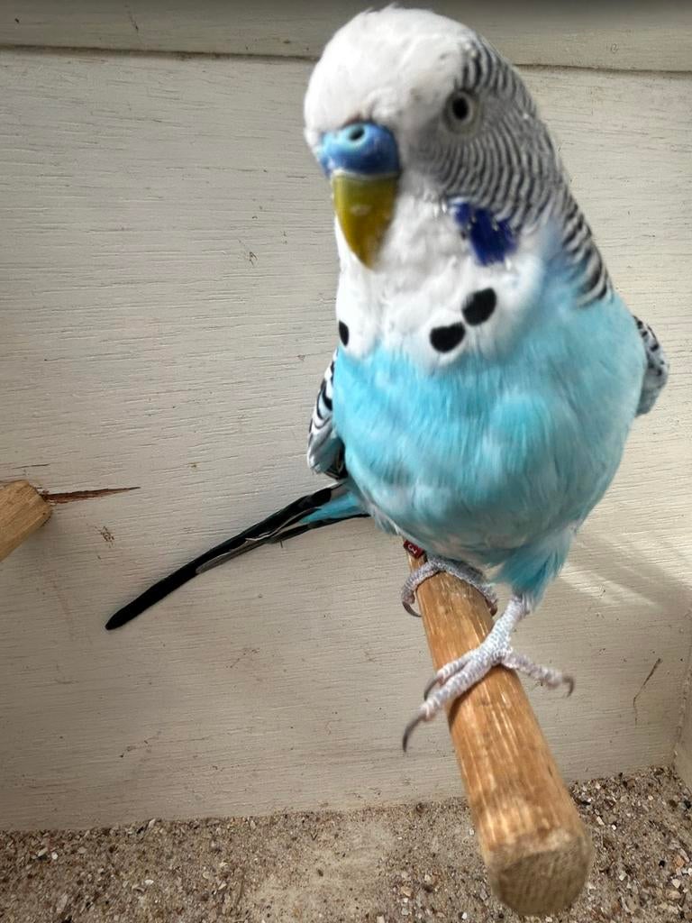 Split Blackface Blackwing, Mannelijk, Parkiet, Geringd