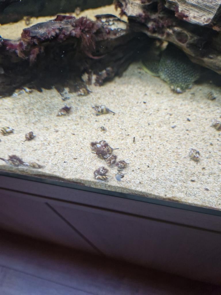 Aquarium slakken, Dieren en Toebehoren, Slak of Weekdier