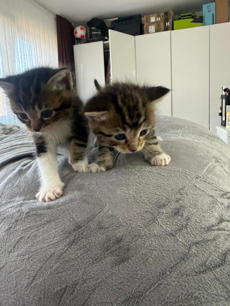 Ragdoll/Britse Korthaar Kittens, Dieren en Toebehoren, Katten en Kittens | Raskatten | Langhaar, Meerdere dieren, Ontwormd