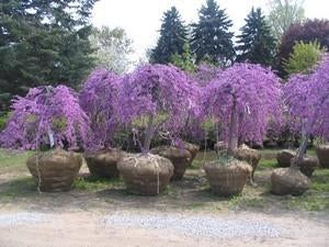 Cercis canadensis Lavender twist / Judas boom / treurvorm ‼, Tuin en Terras, Planten | Bomen, Treurboom, Lente, 100 tot 250 cm