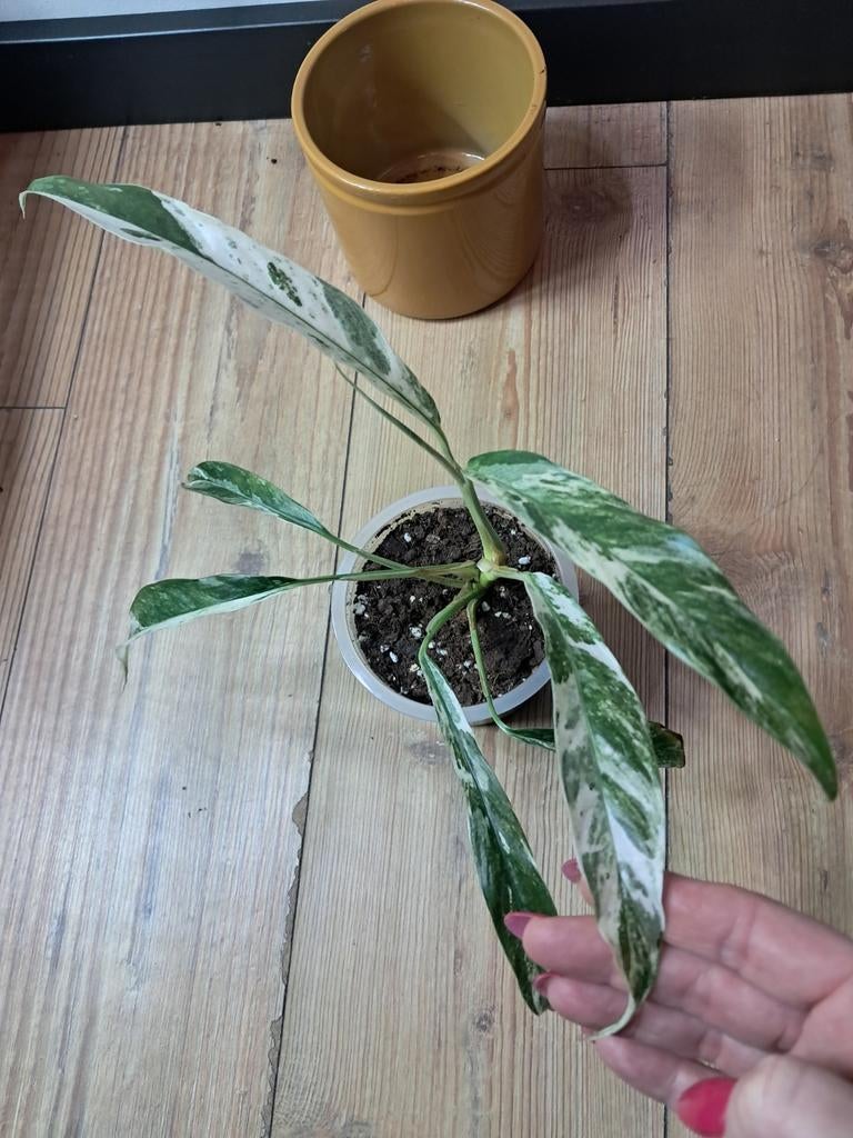Rhaphidophora megasperna variegata/ tetrasperma variegata, Ophalen of Verzenden, Halfschaduw, Minder dan 100 cm
